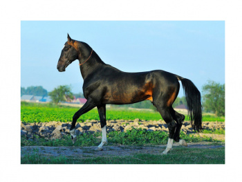 Картина по номерам арт. RA73973 Лошадь черная 40*50 в кор.