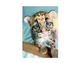 Картина по номерам арт. RA74054 Котенок 40*50 в кор.